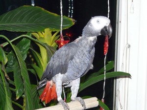 omas-papagei2